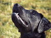 Labrador Retriever Hund