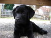 Labrador Retriever Hund