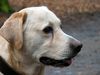 Labrador Retriever Hund