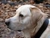 Labrador Retriever Hund