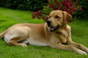 Labrador Retriever Hund