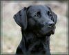 Labrador Retriever Hund