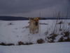 Labrador Retriever Hund