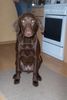 Labrador Retriever Hund