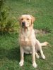 Labrador Retriever Hund