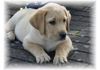 Labrador Retriever Hund