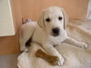 Labrador Retriever Hund