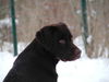 Labrador Retriever Hund