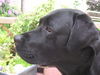 Labrador Retriever Hund