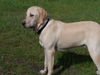 Labrador Retriever Hund