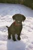 Labrador Retriever Hund