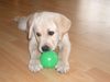 Labrador Retriever Hund