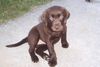 Labrador Retriever Hund