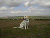 Labrador Retriever Hund