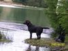 Labrador Retriever Hund