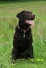 Labrador Retriever Hund