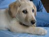 Labrador Retriever Hund