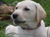 Labrador Retriever Hund