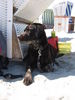 Labrador Retriever Hund