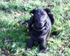 Labrador Retriever Hund