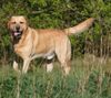 Labrador Retriever Hund