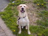 Labrador Retriever Hund