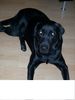 Labrador Retriever Hund