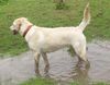 Labrador Retriever Hund