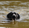 Labrador Retriever Hund