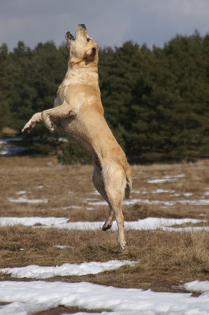 Labrador Retriever Labrador Retriever Punch