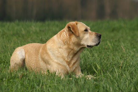 Labrador Retriever Labrador Retriever Punch