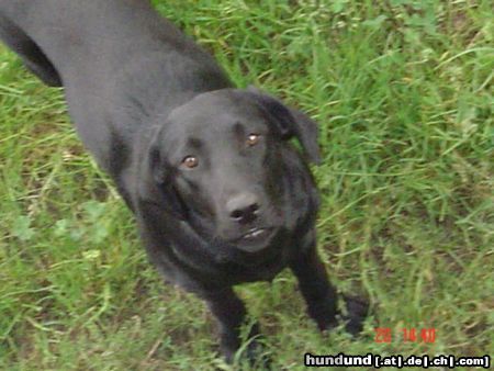 Labrador Retriever Galaxia  :)