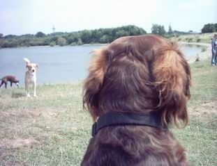 Labrador Retriever NÖÖÖÖÖ Nich ohne Gage