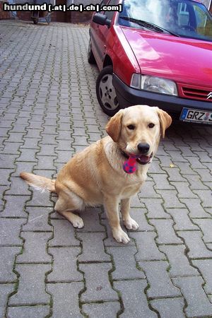 Labrador Retriever Das ist Reika mit ca 9 Monaten