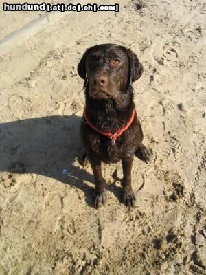 Labrador Retriever mein Rettungshund