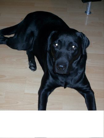 Labrador Retriever unser Bendit 15 Mon. alt