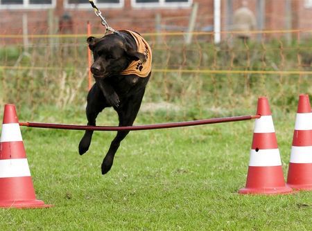 Labrador Retriever Auch ein langweiliger Labbi kann manchmal sportlich sein.