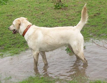 Labrador Retriever Ostfriesischer Schlammhund