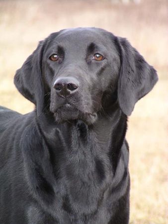 Labrador Retriever Labrador Hündin 13 Monate