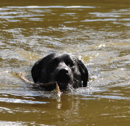 Labrador Retriever Die Badesaison ist eröffnet