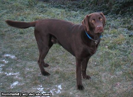 Labrador Retriever Unser Tango, der XXL-Labbi