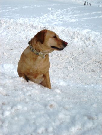 Labrador Retriever Blue im Schnee 12.02.2006