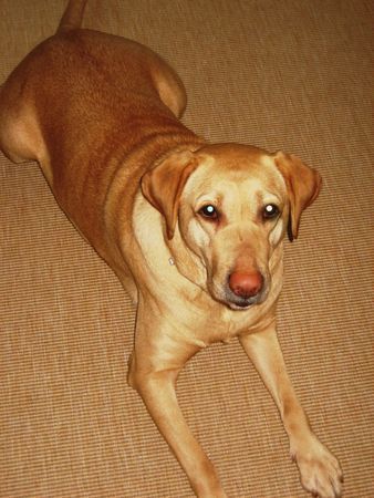 Labrador Retriever Blue, Dezember 2005 in Köln