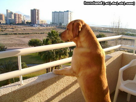 Labrador Retriever tolle Aussicht