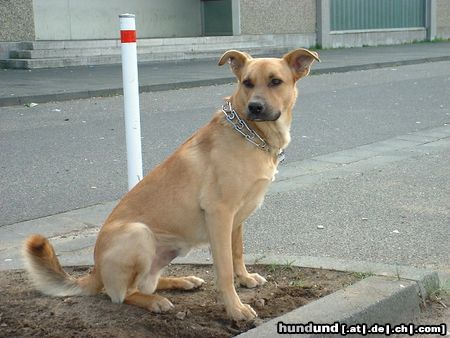 Labrador Retriever ich hab nix gemacht