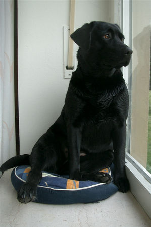 Labrador Retriever Joy, 2 Jahre am Strand