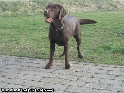 Labrador Retriever nun wirf schon