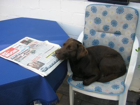 Labrador Retriever