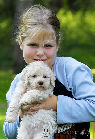 Lagotto Romagnolo Lagotti aus dem Zwinger Comes Cordis