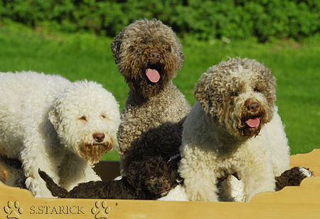 Lagotto Romagnolo Lagotti aus dem Zwinger Comes Cordis